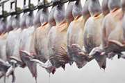 استحصال حدود 3000 تن گوشت مرغ در شهرستان قوچان